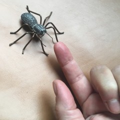 araignée.jpg
