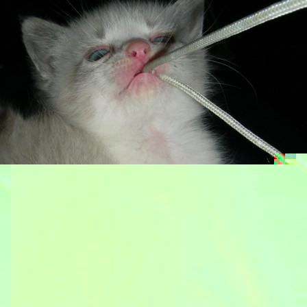 chaton.jpg