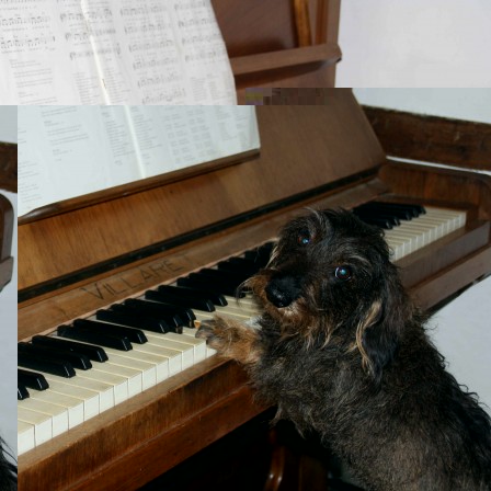 chien-musique.JPG